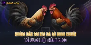 Hướng Dẫn Soi Kèo Đá Gà R666 Chuẩn Tối Ưu Cơ Hội Thắng Cược