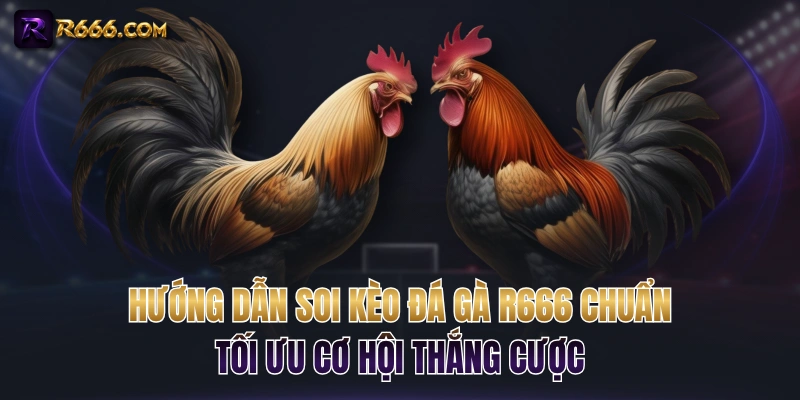 Hướng Dẫn Soi Kèo Đá Gà R666 Chuẩn Tối Ưu Cơ Hội Thắng Cược
