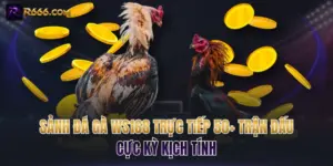 Sảnh Đá Gà WS168 Trực Tiếp 50+ Trận Đấu Cực Kỳ Kịch Tính