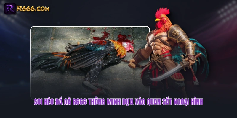 Soi kèo đá gà R666 thông minh dựa vào quan sát ngoại hình